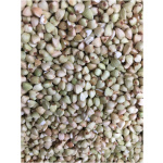 Buckwheat